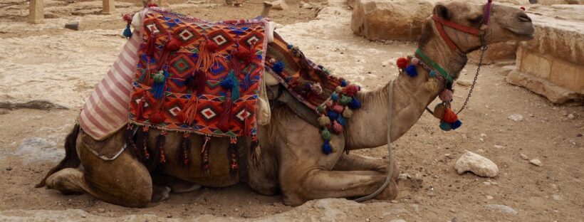 Camels, Giza