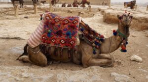 Camels, Giza