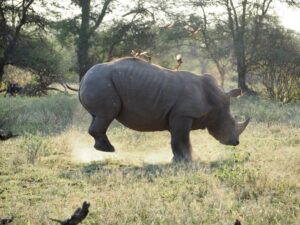 Jumping Rhino, Kruger National Park