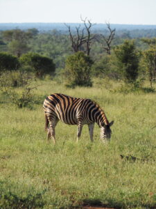 Zebra in Kruger National Park