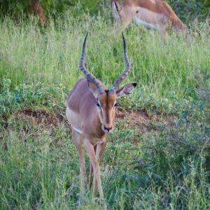 Impala in Kruger National Park