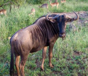 Bison in Kruger National Park