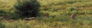 Lion in Kruger National Park