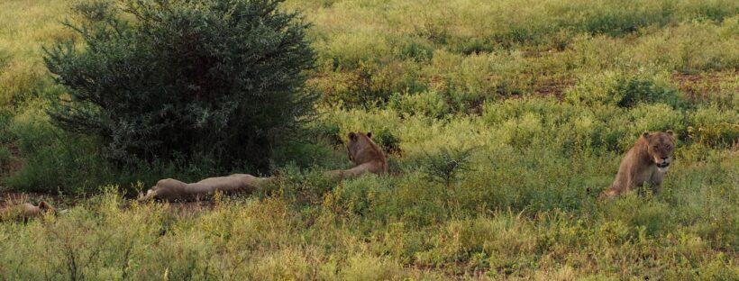 Lion in Kruger National Park