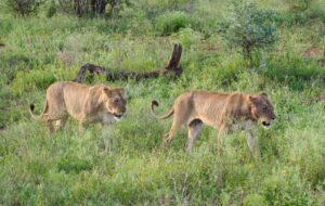 Lion in Kruger National Park