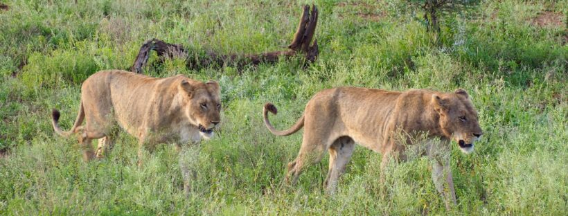 Lion in Kruger National Park