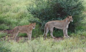 Lion in Kruger National Park