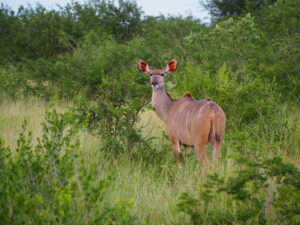 Kruger National Park