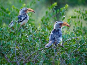 birds in Kruger National Park