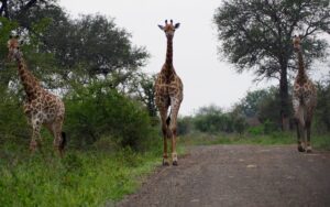 Giraffes in Kruger National Park