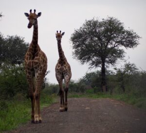 Giraffes in Kruger National Park