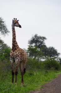 Giraffes in Kruger National Park