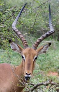 Impala in Kruger National Park