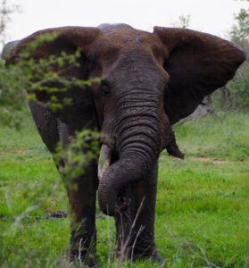 Elephant in Kruger National Park