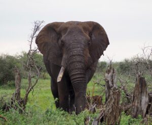 Elephant in Kruger National Park