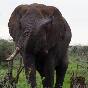 Elephant in Kruger National Park