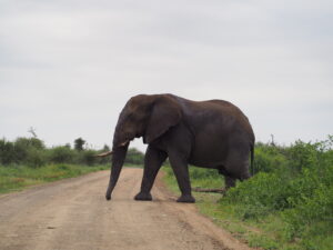 Elephant in Kruger National Park