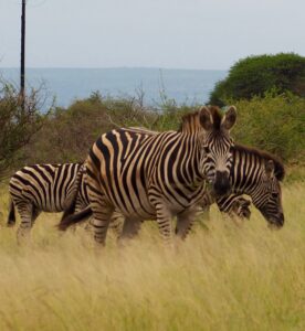 Zebra in Kruger National Park