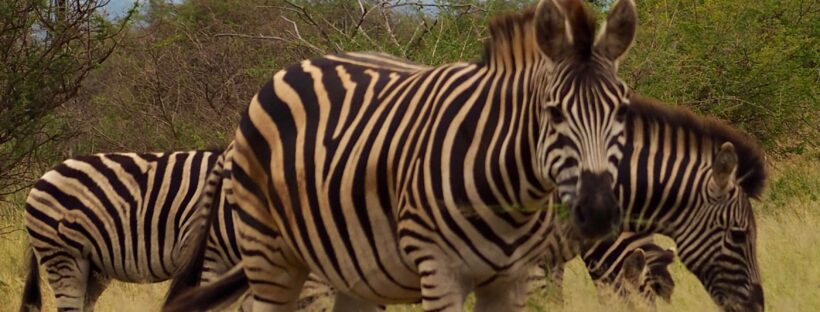 Zebra in Kruger National Park