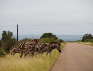 Zebra in Kruger National Park