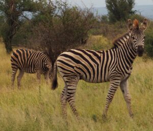 Zebra in Kruger National Park