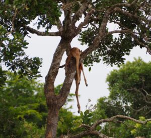 Carcass in Kruger National Park