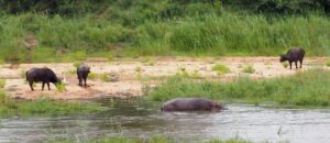 Hippo in Kruger National Park