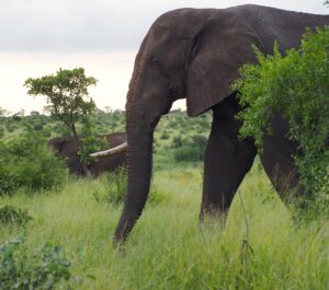 Elephant in Kruger National Park