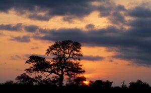 Sunset in Kruger National Park