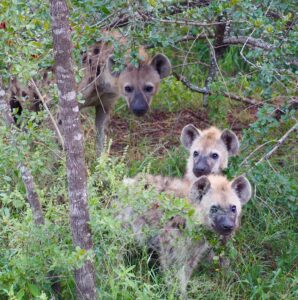 Hyena cubs in Kruger National Par