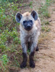 Hyena in Kruger National Par