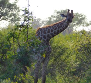 Giraffe in Kruger National Park