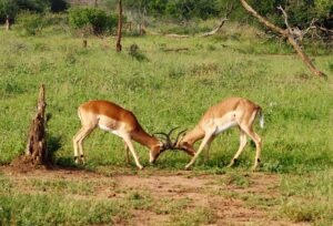 Impala in Kruger National Park