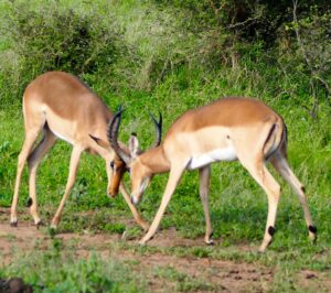 Impala in Kruger National Park