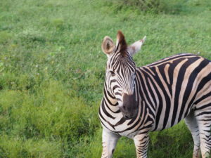 Zebra in Kruger National Park