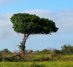 Kruger National Park