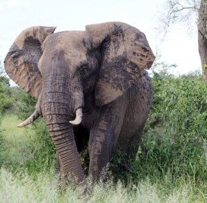 Elephant in Kruger National Park