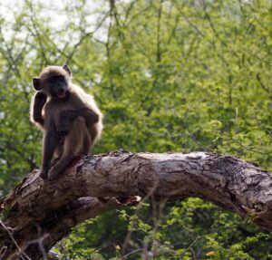 Monkey in Kruger National Park