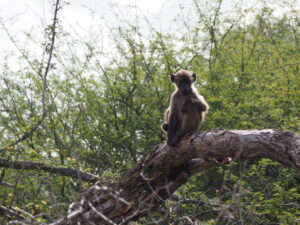 Monkey in Kruger National Park