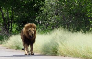 Lion in Kruger National Park