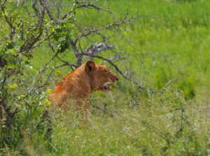 Lion in Kruger National Park