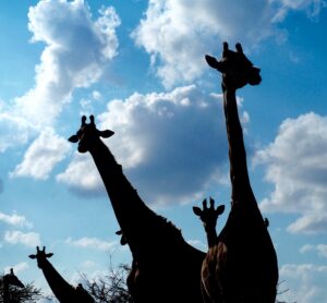 Giraffe in Kruger National Park