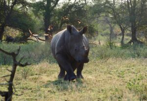 Rhino in Kruger National Park