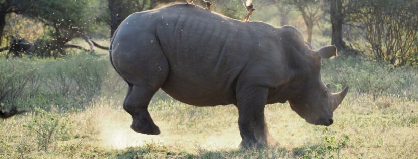 Rhino in Kruger National Park