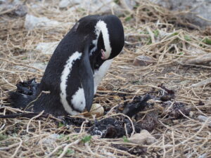 Penguin at Stony Point Nature Reserve