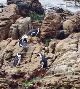 Penguin at Stony Point Nature Reserve