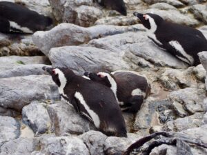 Penguin at Stony Point Nature Reserve