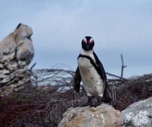 Penguin at Stony Point Nature Reserve