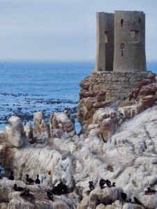 Penguin at Stony Point Nature Reserve