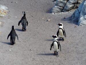 Penguin at Stony Point Nature Reserve